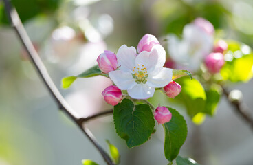 apple tree flowers on a tree in spring