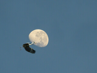 Grey heron reaching for the moon