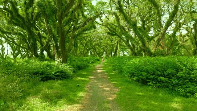 Couple standing a magic fabulous rainforest in De Djawatan forest at Banyuwangi, East Java, Indonesia. Aerial Drone view 4K.