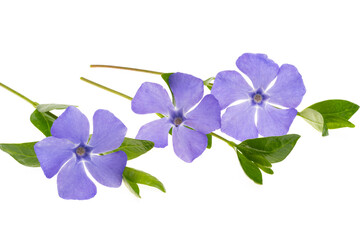 periwinkle flowers isolated