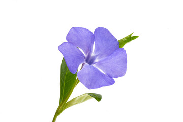 periwinkle flowers isolated