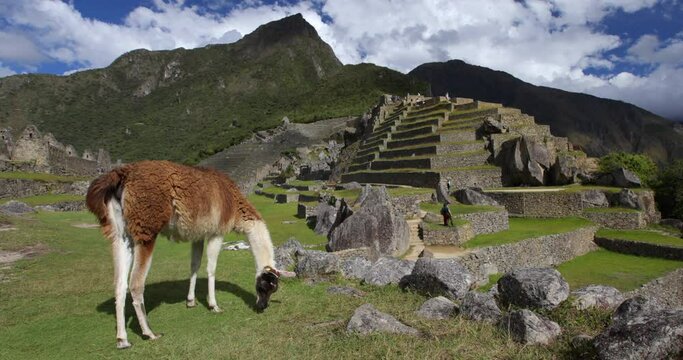 Beautiful alpaca in Machu Picchu, Peru ruins