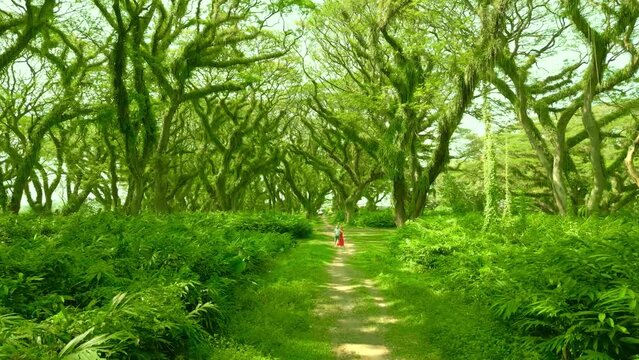 Couple standing a magic fabulous rainforest in De Djawatan forest at Banyuwangi, East Java, Indonesia. Aerial Drone view 4K.