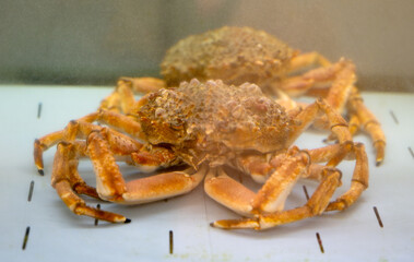 background of seafood