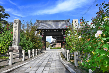 Fototapeta na wymiar 京都市の酔芙蓉の花咲く妙蓮寺 参道と山門