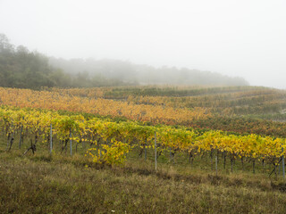 autumn vineyards in the mist