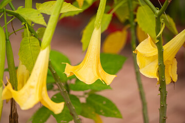 Brugmansia golden