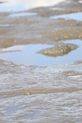佐賀県有明海の干潟とムツゴロウ