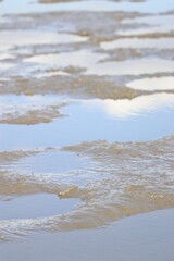 佐賀県有明海の干潟とムツゴロウ