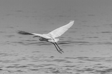 great blue heron