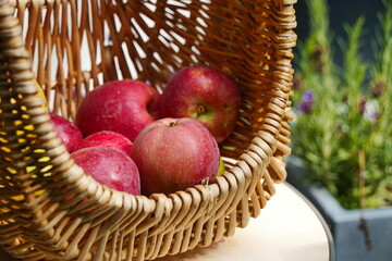Fresh apples in a wicker basket are collected in the garden.
