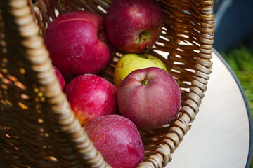 Fresh apples in a wicker basket are collected in the garden.