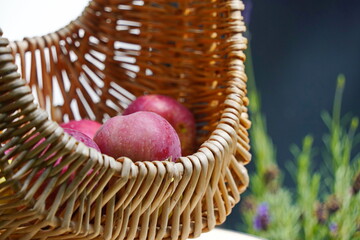 Fresh apples in a wicker basket are collected in the garden.
