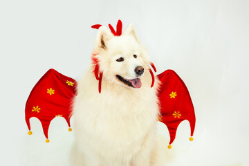 Samoyed dog in the New Year image of a dragon, with wings and a decoration in the form of horns on...