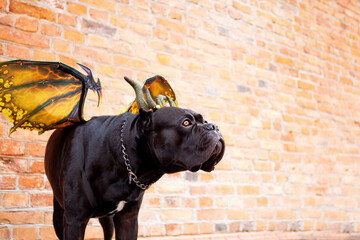 Black Cane Corso dog in a dragon costume with wings and horns on the background of a brick wall....