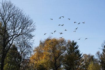 Pigeons fly in the sky. Clear sky background. No clouds. Birds flying wide spread wings. Freedom symbolic background. Empty copy space wildlife.