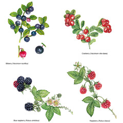 watercolor illustration of different edible berries: bilberry (Vaccinium myrtillus), cranberry (Vaccinium vitis-idaea), raspberry (Rubus idaeus), blue raspberry (Rubus ulmifolius). Handdrawn, png. - obrazy, fototapety, plakaty