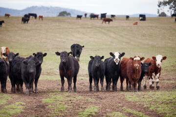 Beef cattle in a farm paddock Tasmania - obrazy, fototapety, plakaty