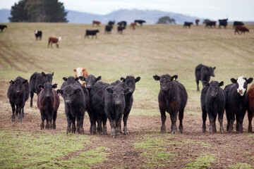 Beef cattle in a farm paddock Tasmania - 672138045
