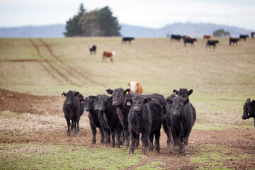 Beef cattle in a farm paddock Tasmania - obrazy, fototapety, plakaty