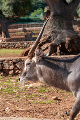 Antelope With A Broken Horn Eating Hay In The Zoo