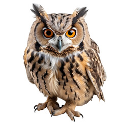 great horned owl png. brown owl png. owl png. owl isolated png