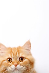 a cute cat is lying down on a white background
