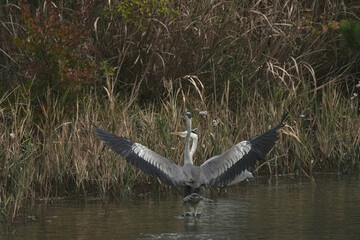 grey heron in a pond