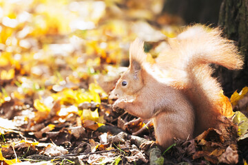 Cute squirrel in autumn leaves. Fall season in park. City park wildlife. Ginger color fur. Long fluffy tail. Adorable little squirrel. Autumn in forest. Wildlife background. Squirrel eating a nut.