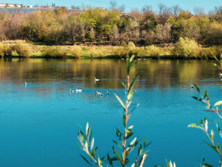 Moldova Soroca. View of the Dniester River and white swans swimming in the wild