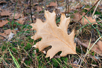 dry maple leaf on the grass