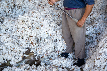 a person working with a cotton and piling it into the pipe of vacuum