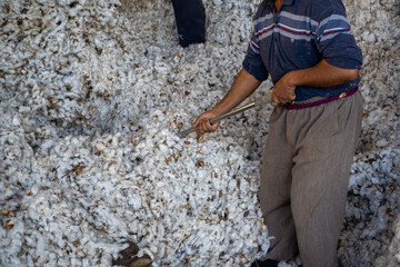 man working with a cotton in a cotton industry - Powered by Adobe