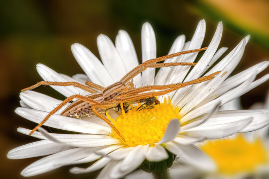 Macro close-up of a long-jawed orb weaver spider (family Tetragnathidae) resting on a white daisy flower. The slender spider with elongated legs contrasts with the bright yellow center and delicate wh