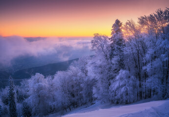 Snowy forest in hoar and low clouds in beautiful winter at sunrise. Colorful landscape with trees...