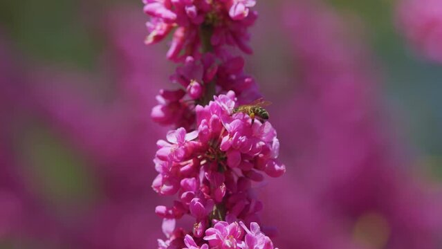 Blossoming Cercis Siliquastrum With Bees. Judas Tree Cercis Siliquastrum Bodnant Flowering. Close up.