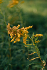 Tall goldenrod flowers. Seasonal background material