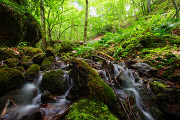 Fototapeta premium Summer landscape in (seven lakes) Yedigoller Park Bolu, Turkey