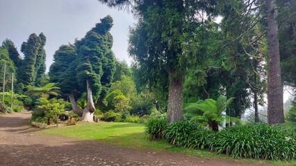 Green big trees in the park