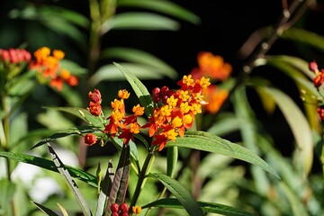 Tropical milkweed, or Asclepias curassavica, flowers, in the fall
