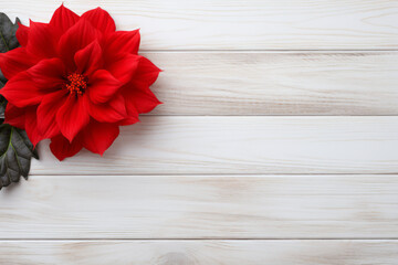 Christmas Greeting Card, red Christmas flower on a traditional white wooden background