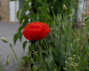single red poppy on green background. complementary colors