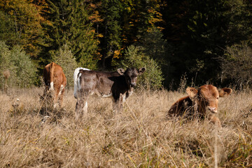 Cows grazing outside in the grassland. Cows graze contentedly outside on a pasture with lush green grass during the autumn.