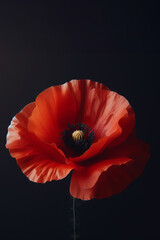 Red poppy flower on black background. Remembrance Day, Armistice Day, Anzac day symbol - obrazy, fototapety, plakaty