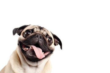 Funny french bulldog  isolated on transparent background. PNG. 