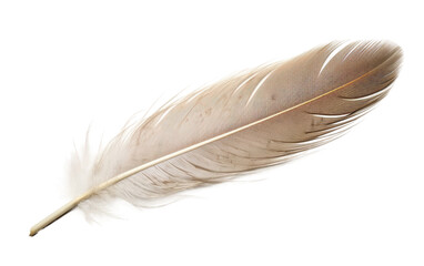 Avian Elegance Exploring the Delicate Nature of Bird Feather on White or PNG Transparent Background.