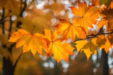 Naklejka na ściany i meble A Captivating Ultra High-Quality Photo of Maple Leaves in their Golden Splendor.