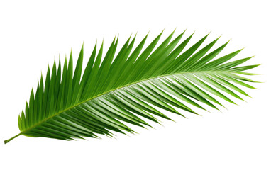 Obraz premium Tropical Foliage Unveiling the Splendor of Coconut Leaves on White or PNG Transparent Background.