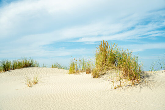 The dunes of Ameland - Wadden Islands
