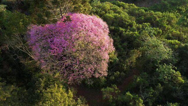 A breathtaking view of a vibrant jungle adorned with stunning pink lapacho trees in full bloom.